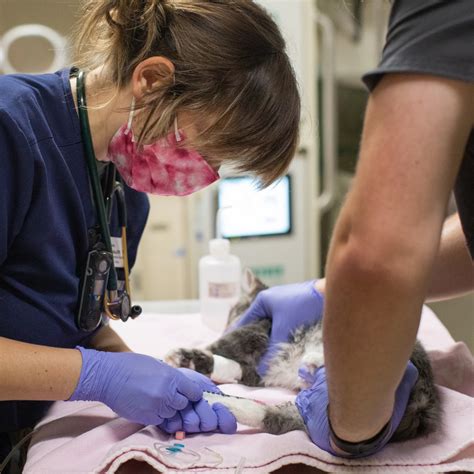 vet training resources|atDove.org .